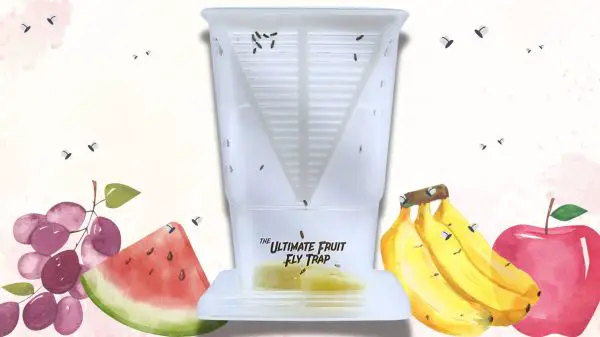 The Ultimate Fruit Fly Trap | New Overstock Manifested Load